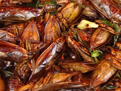 Giant Water Bugs (Maeng Da) 