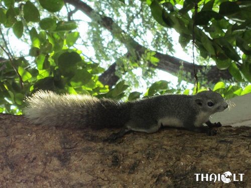 Squirrel at Lumpini Park in Bangkok